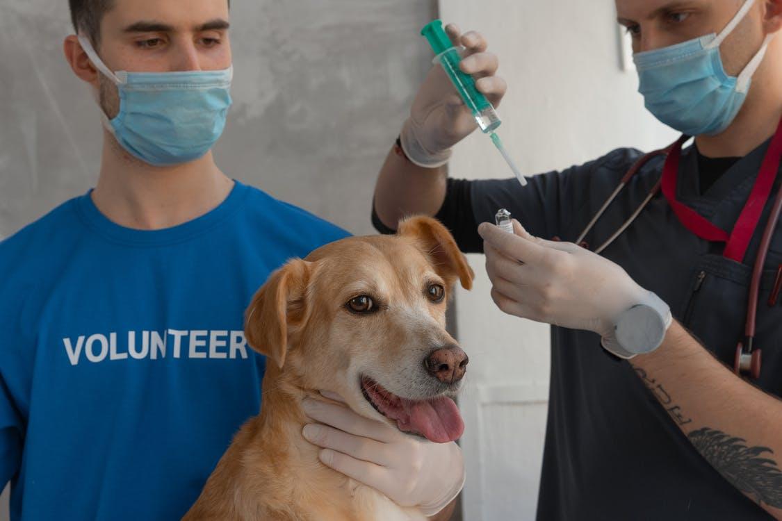 usa el módulo de vacunación de mascotas para control de vacunación de animales domésticos